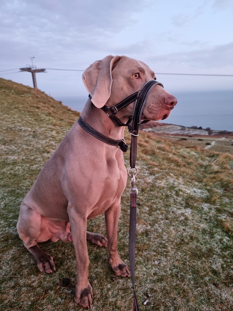 Bryn, the welcoming face of Min y Don Llandudno, standing proudly with bright eyes and wagging tail — our “Front of House” greeter.