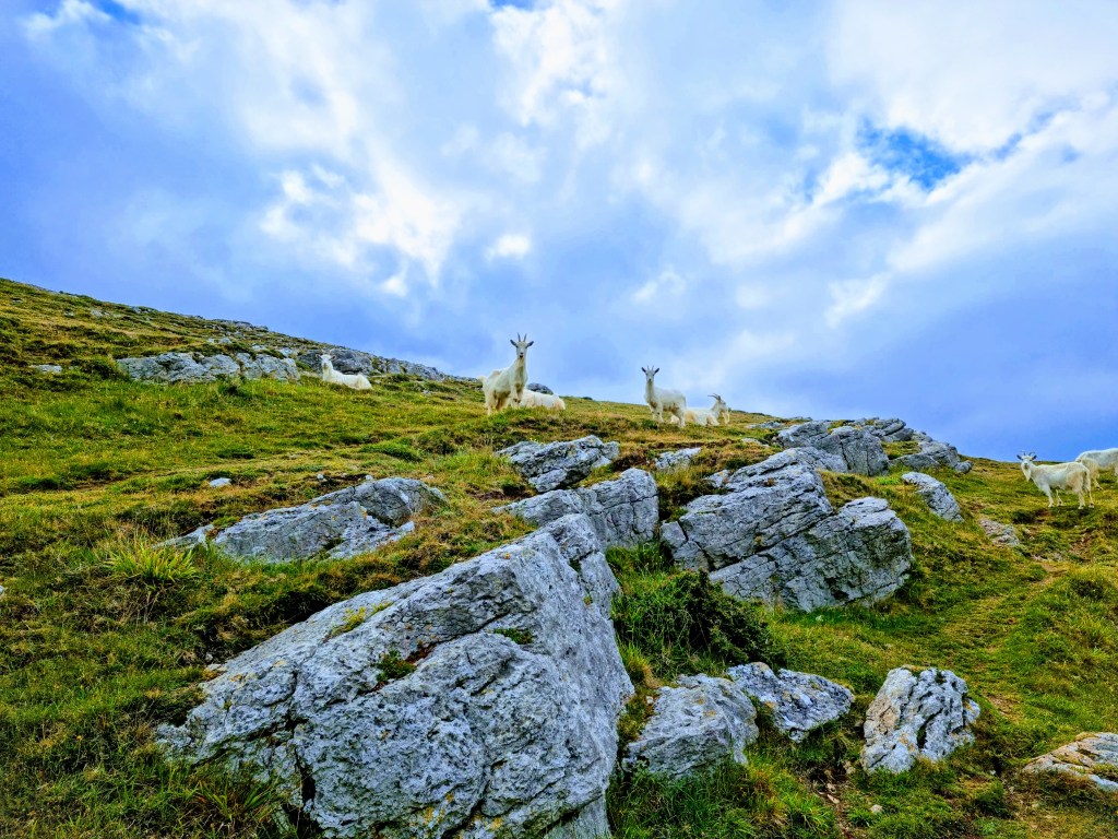 Wild Kashmiri goats grazing on the Great Orme in Llandudno during a quiet morning