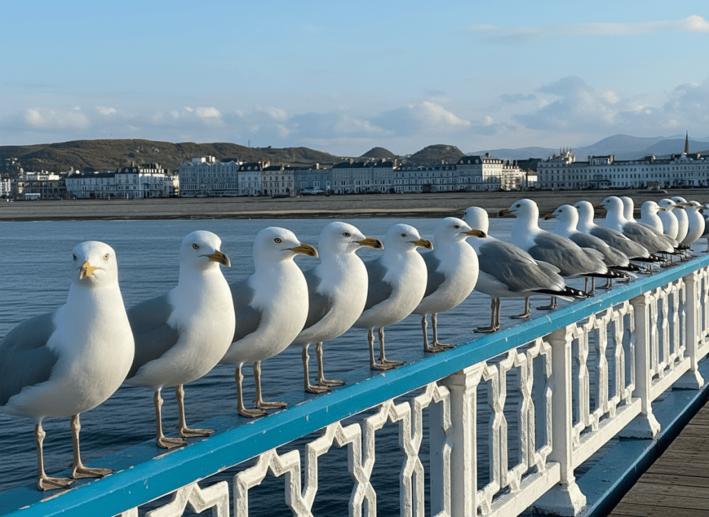 A row of seagulls perched on a railing, all glaring seriously ahead like a council in session, captured in a humorous, characterful composition.