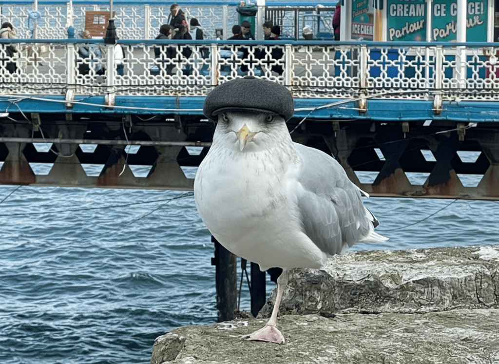 🐦 Llandudno’s Seagulls: The Welsh Mafia You Really Shouldn’t&nbsp;Feed