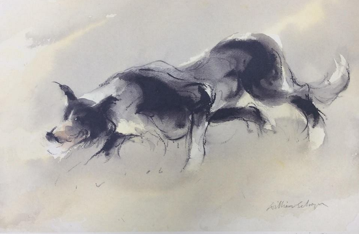Limited edition watercolour print of an alert sheepdog by William Selwyn, displayed at Min y Don Llandudno, North Wales.